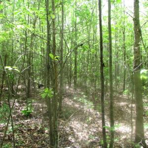 Photo of SOLD!  7.7 Acres of Residential Hunting Land For Sale in Greensville County VA!