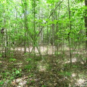 Photo of SOLD!  7.7 Acres of Residential Hunting Land For Sale in Greensville County VA!