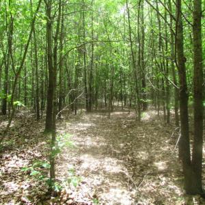Photo of SOLD!  7.7 Acres of Residential Hunting Land For Sale in Greensville County VA!