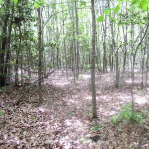 Photo of SOLD!  7.7 Acres of Residential Hunting Land For Sale in Greensville County VA!
