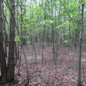Photo of SOLD!  7.7 Acres of Residential Hunting Land For Sale in Greensville County VA!