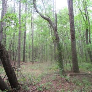 Photo of SOLD!  7.7 Acres of Residential Hunting Land For Sale in Greensville County VA!