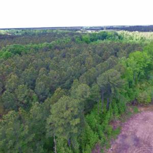 Photo of SOLD!  12.5 Acres of Hunting and Timber Land For Sale in Hertford County NC!