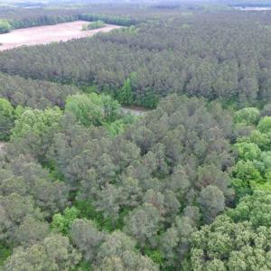 Photo of SOLD!  12.5 Acres of Hunting and Timber Land For Sale in Hertford County NC!