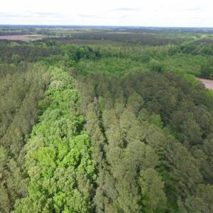 Photo of SOLD!  12.5 Acres of Hunting and Timber Land For Sale in Hertford County NC!