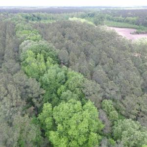 Photo of SOLD!  12.5 Acres of Hunting and Timber Land For Sale in Hertford County NC!