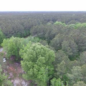 Photo of SOLD!  12.5 Acres of Hunting and Timber Land For Sale in Hertford County NC!