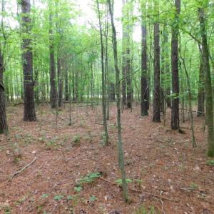 Photo of SOLD!  12.5 Acres of Hunting and Timber Land For Sale in Hertford County NC!