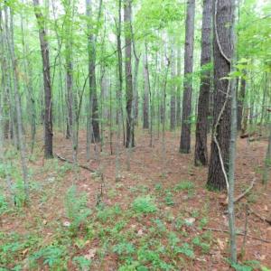 Photo of SOLD!  12.5 Acres of Hunting and Timber Land For Sale in Hertford County NC!