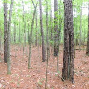 Photo of SOLD!  12.5 Acres of Hunting and Timber Land For Sale in Hertford County NC!