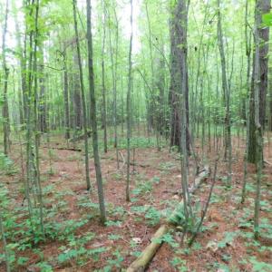 Photo of SOLD!  12.5 Acres of Hunting and Timber Land For Sale in Hertford County NC!