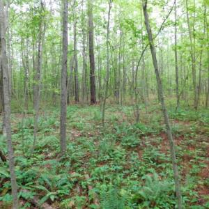 Photo of SOLD!  12.5 Acres of Hunting and Timber Land For Sale in Hertford County NC!