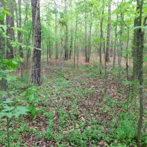 Photo of SOLD!  12.5 Acres of Hunting and Timber Land For Sale in Hertford County NC!