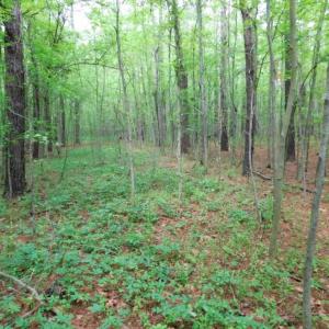 Photo of SOLD!  12.5 Acres of Hunting and Timber Land For Sale in Hertford County NC!