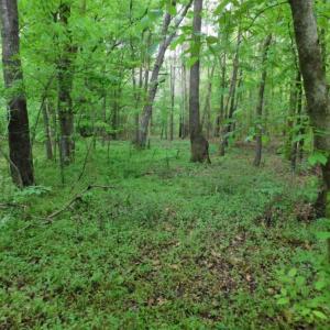 Photo of SOLD!  12.5 Acres of Hunting and Timber Land For Sale in Hertford County NC!
