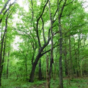 Photo of SOLD!  12.5 Acres of Hunting and Timber Land For Sale in Hertford County NC!