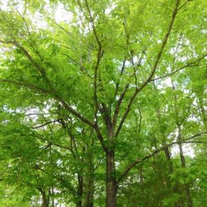 Photo of SOLD!  12.5 Acres of Hunting and Timber Land For Sale in Hertford County NC!