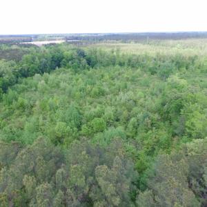 Photo of SOLD!  12.5 Acres of Hunting and Timber Land For Sale in Hertford County NC!