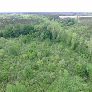 Photo of SOLD!  12.5 Acres of Hunting and Timber Land For Sale in Hertford County NC!