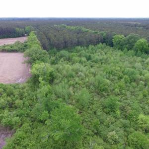 Photo of SOLD!  12.5 Acres of Hunting and Timber Land For Sale in Hertford County NC!