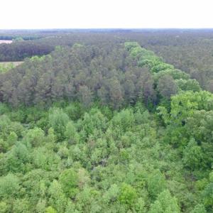 Photo of SOLD!  12.5 Acres of Hunting and Timber Land For Sale in Hertford County NC!