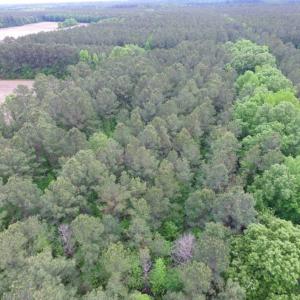 Photo of SOLD!  12.5 Acres of Hunting and Timber Land For Sale in Hertford County NC!