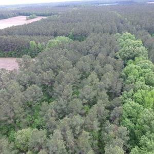 Photo of SOLD!  12.5 Acres of Hunting and Timber Land For Sale in Hertford County NC!