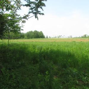 Photo of UNDER CONTRACT!  20 Acres of Hunting and Farm Land For Sale in Southampton County VA!