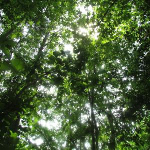 Photo of UNDER CONTRACT!  20 Acres of Hunting and Farm Land For Sale in Southampton County VA!