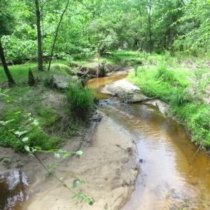 Photo of UNDER CONTRACT!  20 Acres of Hunting and Farm Land For Sale in Southampton County VA!