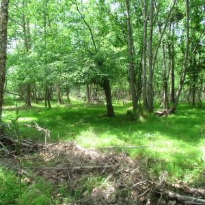 Photo of UNDER CONTRACT!  20 Acres of Hunting and Farm Land For Sale in Southampton County VA!