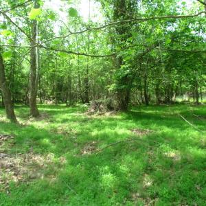 Photo of UNDER CONTRACT!  20 Acres of Hunting and Farm Land For Sale in Southampton County VA!