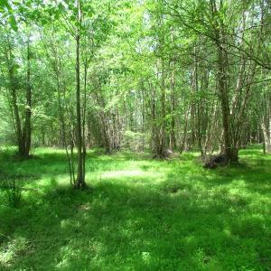 Photo of UNDER CONTRACT!  20 Acres of Hunting and Farm Land For Sale in Southampton County VA!