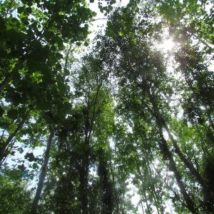 Photo of UNDER CONTRACT!  20 Acres of Hunting and Farm Land For Sale in Southampton County VA!
