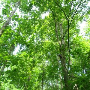 Photo of UNDER CONTRACT!  20 Acres of Hunting and Farm Land For Sale in Southampton County VA!