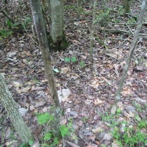 Photo of UNDER CONTRACT!  20 Acres of Hunting and Farm Land For Sale in Southampton County VA!