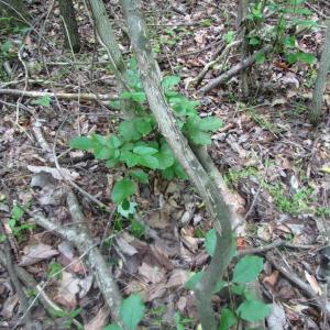 Photo of UNDER CONTRACT!  20 Acres of Hunting and Farm Land For Sale in Southampton County VA!