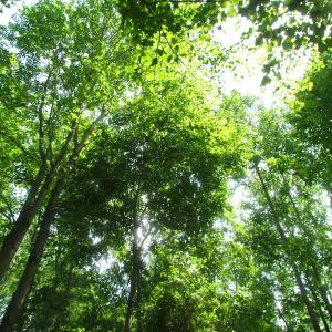 Photo of UNDER CONTRACT!  20 Acres of Hunting and Farm Land For Sale in Southampton County VA!