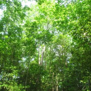 Photo of UNDER CONTRACT!  20 Acres of Hunting and Farm Land For Sale in Southampton County VA!