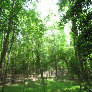 Photo of UNDER CONTRACT!  20 Acres of Hunting and Farm Land For Sale in Southampton County VA!