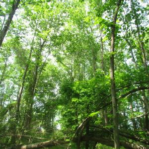 Photo of UNDER CONTRACT!  20 Acres of Hunting and Farm Land For Sale in Southampton County VA!