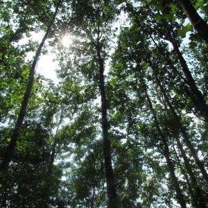 Photo of UNDER CONTRACT!  20 Acres of Hunting and Farm Land For Sale in Southampton County VA!