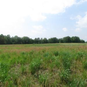 Photo of UNDER CONTRACT!  20 Acres of Hunting and Farm Land For Sale in Southampton County VA!