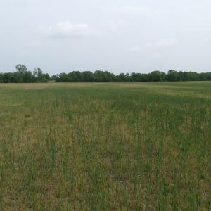 Photo of UNDER CONTRACT!  17 Acres of Farm Land For Sale in Southampton County VA!