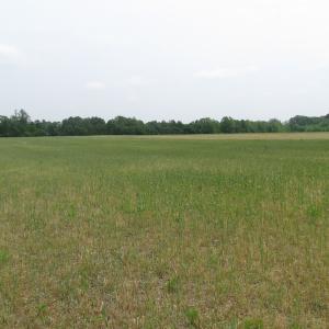 Photo of UNDER CONTRACT!  17 Acres of Farm Land For Sale in Southampton County VA!