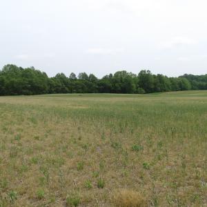 Photo of UNDER CONTRACT!  17 Acres of Farm Land For Sale in Southampton County VA!