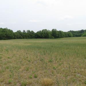 Photo of UNDER CONTRACT!  17 Acres of Farm Land For Sale in Southampton County VA!