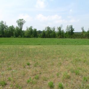 Photo of UNDER CONTRACT!  17 Acres of Farm Land For Sale in Southampton County VA!