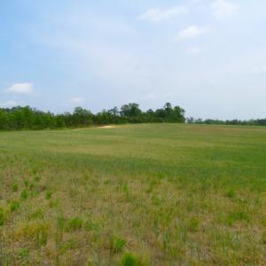 Photo of UNDER CONTRACT!  14 Acres of Farm Land For Sale in Southampton County VA!