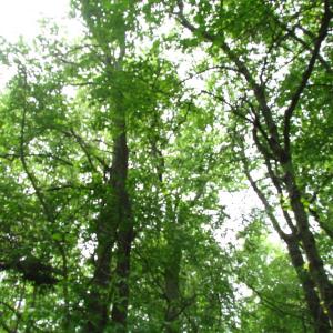 Photo of SOLD!  30 Acres of Hunting and Farm Land For Sale in Southampton County VA!